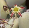 Graptopetalum amethystinum