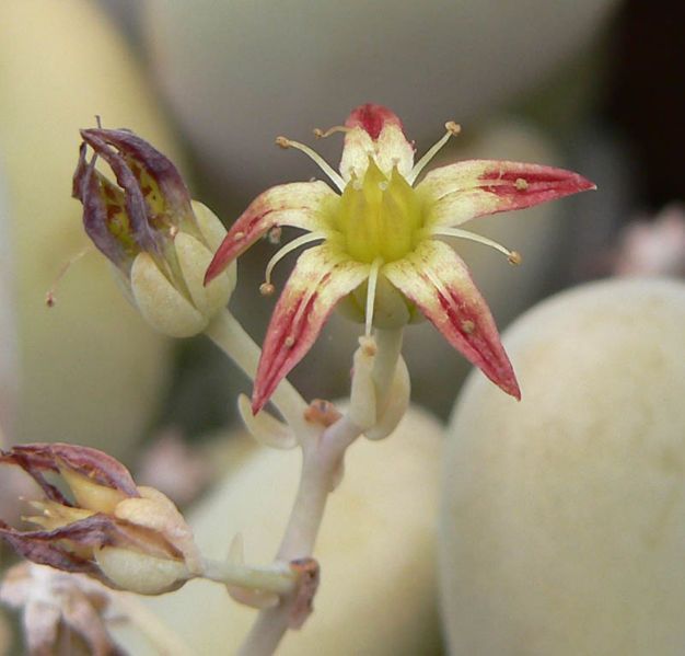 File:Graptopetalum amethystinum 3.jpg