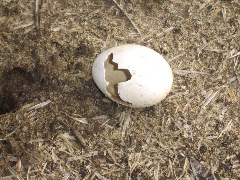 File:Hatchedbirdsegg.JPG