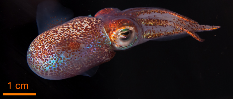 File:Hawaiian Bobtail squid.tiff