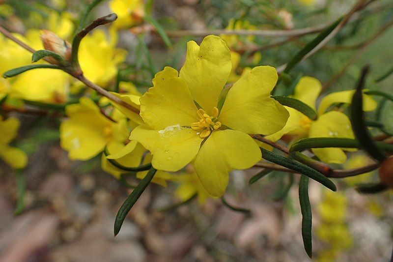 File:Hibbertia ferruginea flowers.jpg