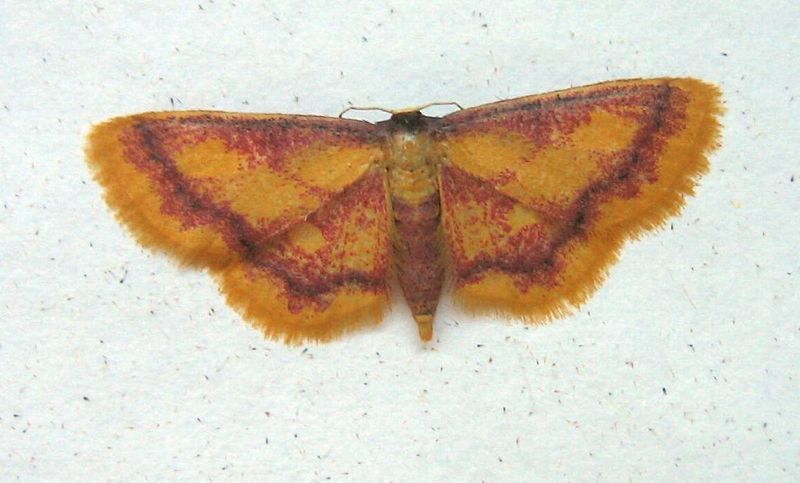 File:Idaea muricata.jpg