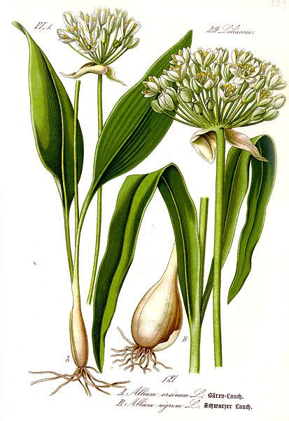 File:Illustration Allium ursinum1.jpg