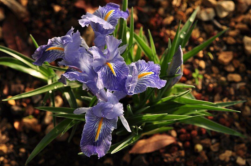 File:Iris planifolia 02.JPG