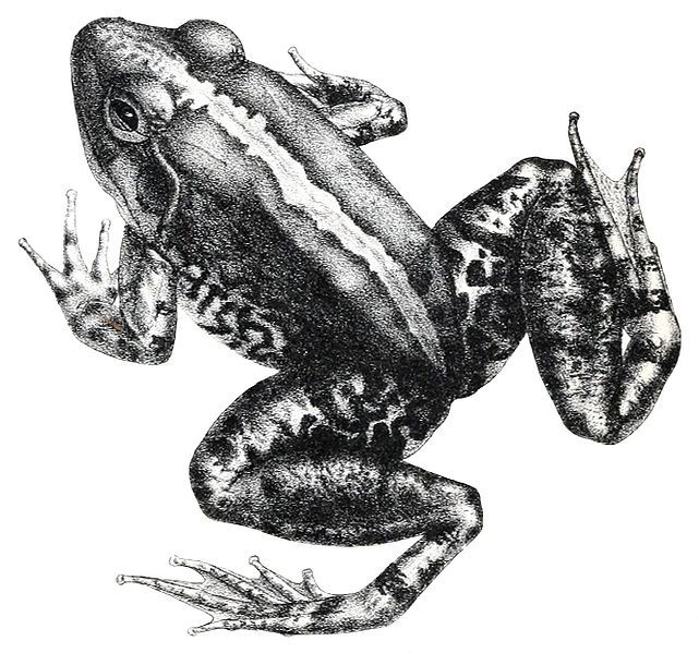 File:Limnonectes modestus.jpg