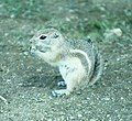 San Joaquin antelope squirrel