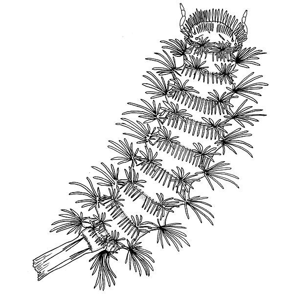 File:Lophoproctus coecus illustration.jpg