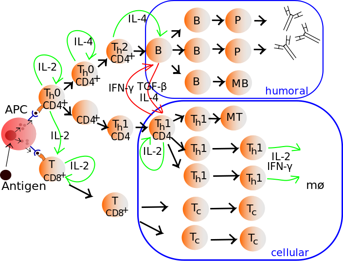 File:Lymphocyte activation.svg