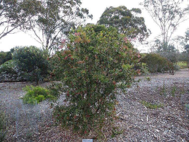 File:Melaleuca polandii.JPG