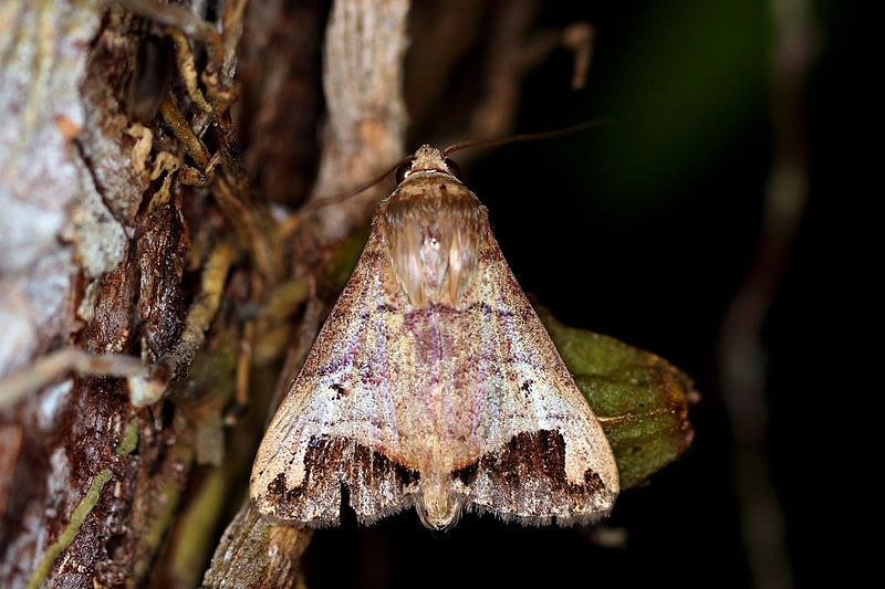 File:Moth (Bocula marginata).jpg