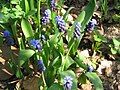 Muscari latifolium