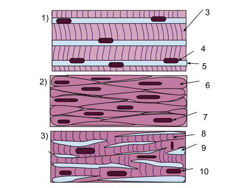 File:Muscle Tissue (1).svg