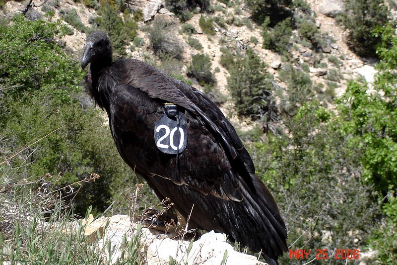 File:Numbered condor.jpg