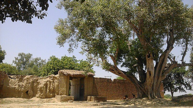 File:Old Peepal Tree.jpg