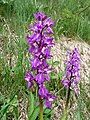 Early-purple orchid, Basse-sur-le-Rupt.