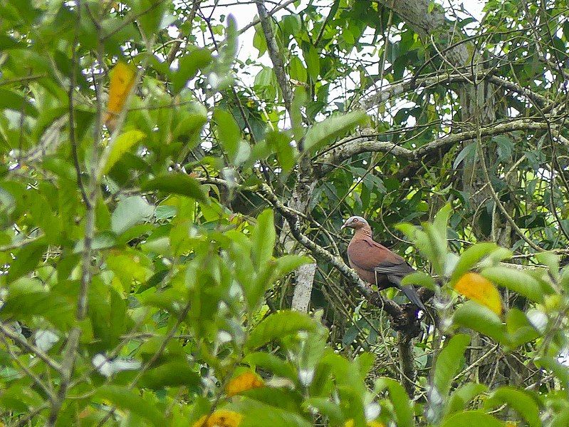 File:Pale-capped Pigeon.jpg