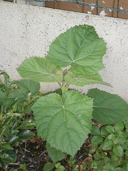 File:Paulownia tomentosa seedling.jpg