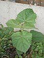 Paulownia tomentosa seedling