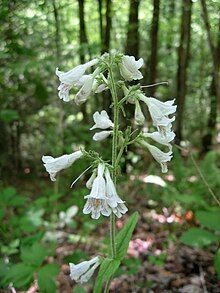 Flowering stem with many white tubular flowers facing downward