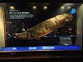 A pirarucu (Arapaima) from the Amazon River, Brazil