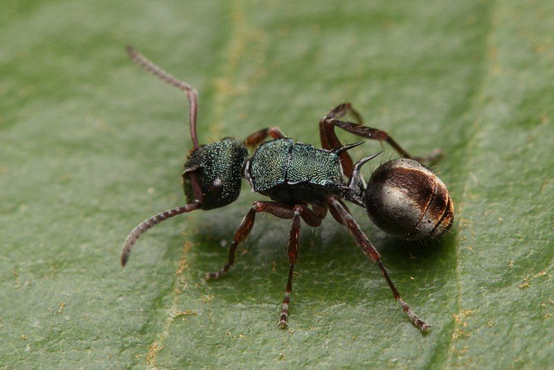 File:Polyrhachis hookeri.jpg