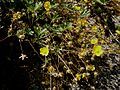 Potentilla pusilla