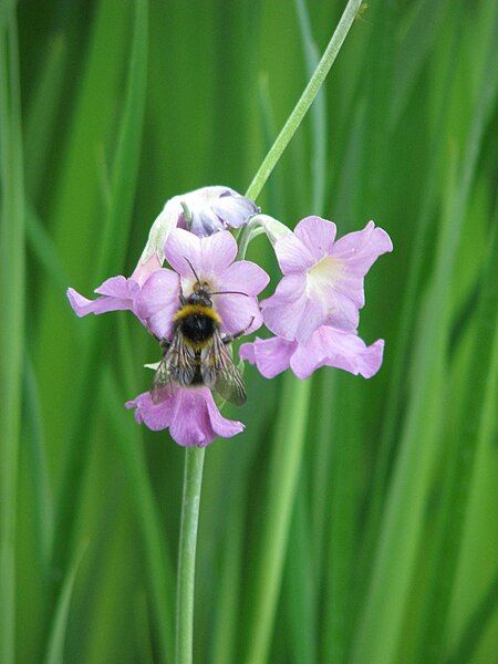 File:Primula alpicola.jpg