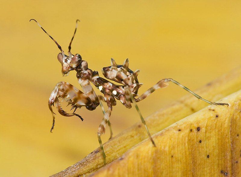 File:Pseudocreobotra ocellata nymph.jpg