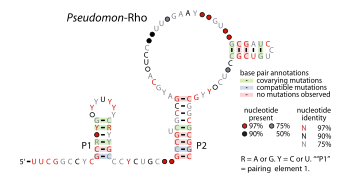 File:Pseudomon-rho-RNA.svg