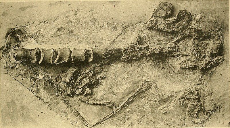 File:Pteranodon vertebrae.jpg