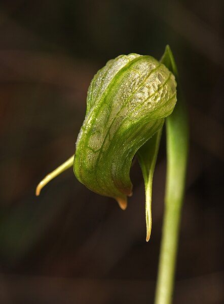 File:Pterostylis sp..jpg