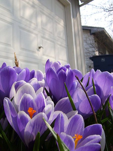 File:Purple Garden Flower2.jpg