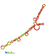 isrO Hfq binding RNA: Predicted secondary structure taken from the Rfam database. Family RF01397.