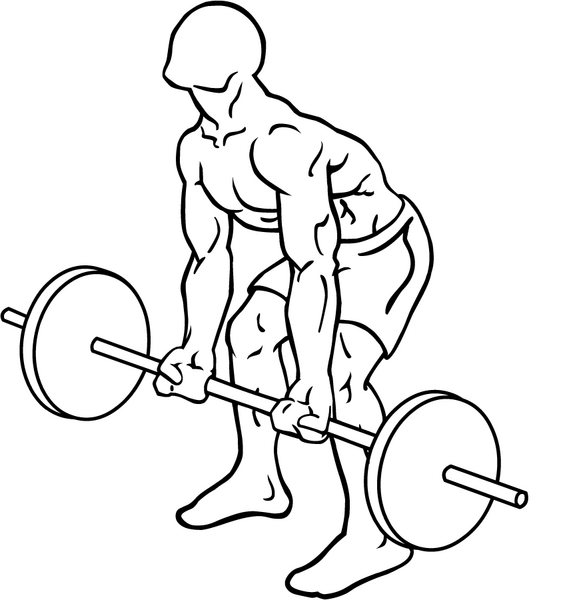 File:Reverse-grip-bent-over-rows-1.png