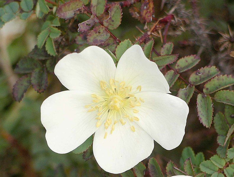 File:Rosa pimpinellifolia.jpg