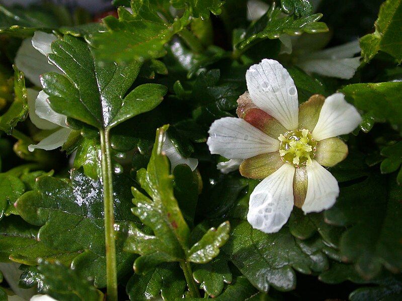 File:Rubus gunnianus flower.jpg