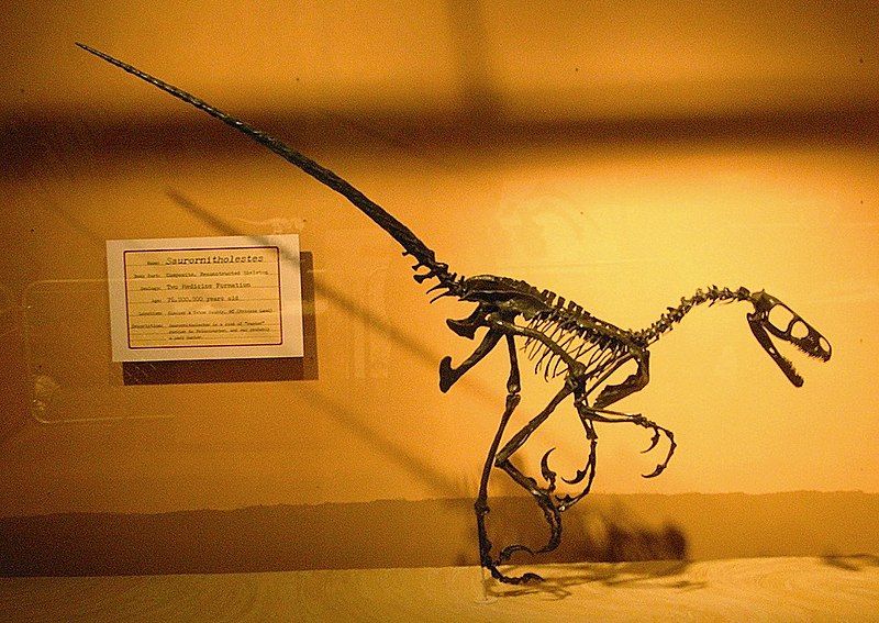 File:Saurornitholestes MOR1.jpg