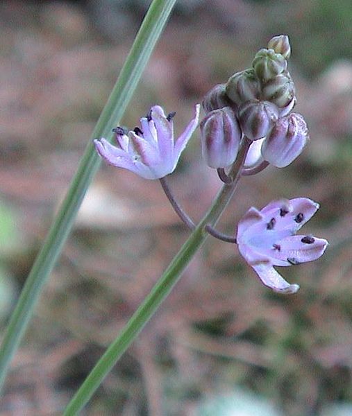 File:Scilla autumnalis.jpg