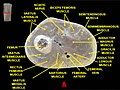 Muscles of thigh. Cross section.