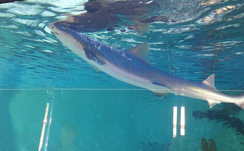 File:Smoothhound5.jpg