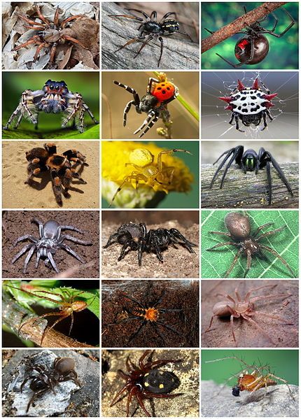 File:Spiders Diversity.jpg