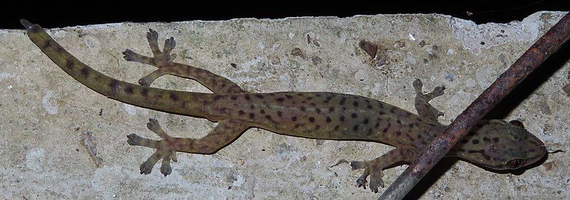 File:Spotted slender gecko.jpg