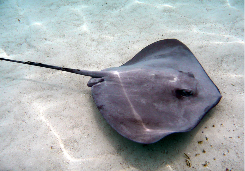 File:Stingray with Stinger.png