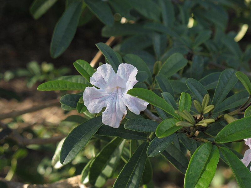 File:Tabebuia maxonii (6466247615).jpg