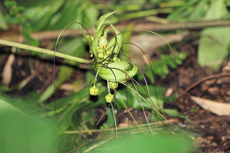 File:Tacca ankaranensis04.JPG