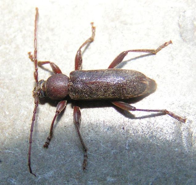 File:Trichoferus campestris.jpg