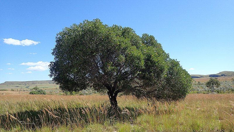 File:Uapaca bojeri 105706601.jpg