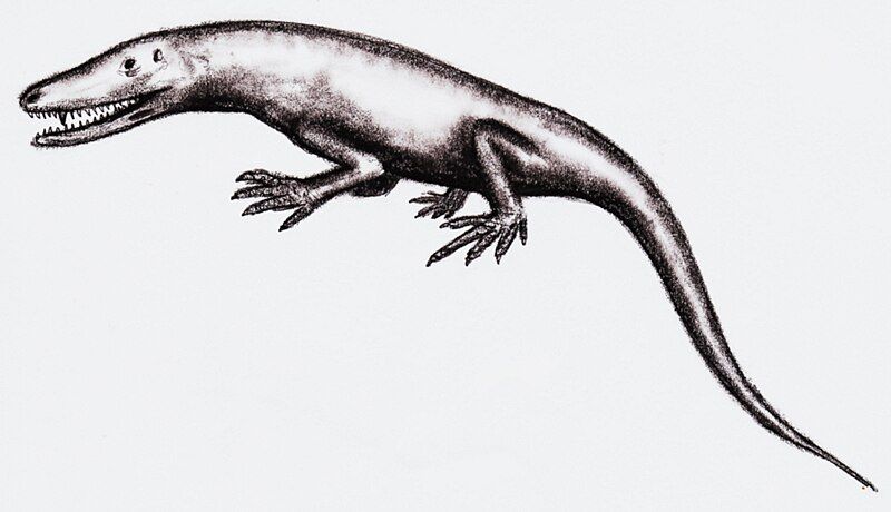 File:Varanosaurus acutirostris.jpg