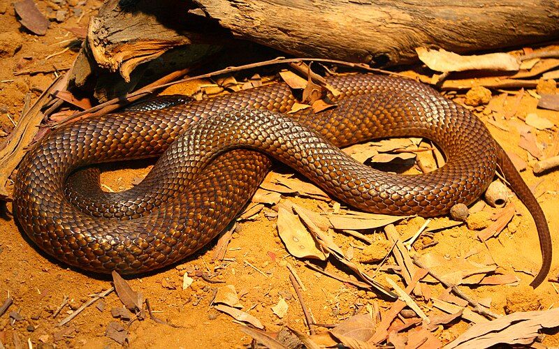 File:Western Brown snake.jpg