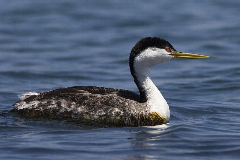 File:Western Grebe 2.jpg